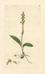 Orchidea muschiata, Herminium monorchis