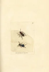 Scarabeo tigre delle dune settentrionali, Cicindela hybrida. Incisione a mano colorata a rame di James Sowerby da The British Miscellany, o Figure colorate di soggetti animali nuovi, rari o poco conosciuti