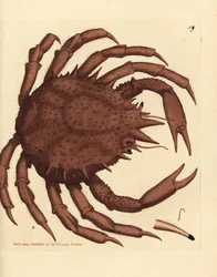 Granchio reale di Norvegia, Lithodes maja