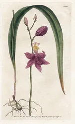 Orchidea: calopogon tuberosus
