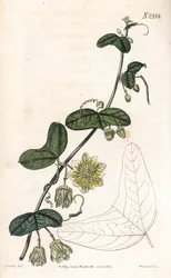 Fiore della passione variegato, Passiflora biflora