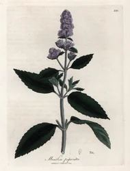 Menta piperita