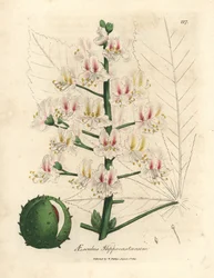 Fiori rosa e frutti dell