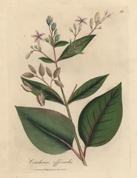 Albero della corteccia peruviana a fiori rosa Cinchona officinalis