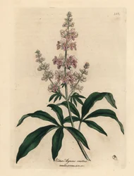 Agnocasto a fiori rosa, Vitex agnus castus