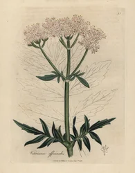 Valeriana dai fiori rosa, Valeriana officinalis