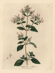Maggiorana selvatica a fiori rosa, Origanum vulgare