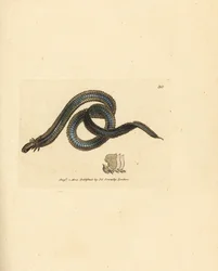 Verme polichete, Phyllodoce lamelligera