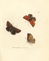 Farfalla rame puro, Lycaena hippothoe. Incisione a mano colorata a rame di James Sowerby da The British Miscellany, o Figure colorate di soggetti animali nuovi, rari o poco conosciuti