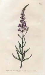 Linar viola - Litografia di James Sowerby (1757-1822), dal Botanical Magazine di William Curtis (1746-1799)