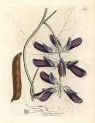 Dolichos a fiori viola, Dolichos pruriens