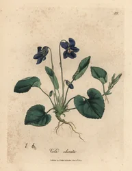 Viola odorata a fiori viola, Viola odorata