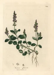 Veronica a fiori viola, Veronica officinalis