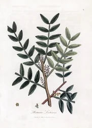 Lentisco - Pistacia lentiscus. Incisione a mano colorata da un