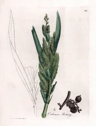 Rattan Palm - Rotang cane, Calamus rotang