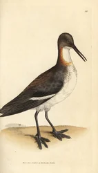 Falaropo dal collo rosso, Phalaropus lobatus (Phalaropus hyperboreus)