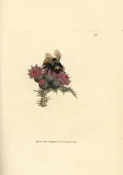 Bombo dalla coda rossa, Bombus lapidarius (Apis flavicollis), su un cardo. Incisione su rame colorata a mano di James Sowerby tratta da The British Miscellany, or Coloured figures of new, rare, or little known animal subjects.