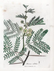 Gomma rossa - Acacia nilotica. Incisione a mano colorata da un