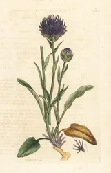 Raponzolo orbicolare, Phyteuma orbiculare