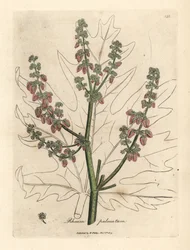 Fiori e steli di rabarbaro, contorno della foglia, Rheum palmatum