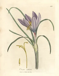 Zafferano, Crocus sativus
