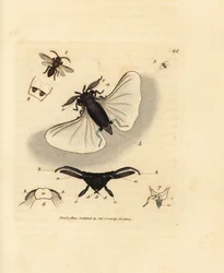 Parassita dell