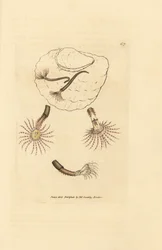 Verme di sabbia con antenne cremisi, Amphitrite rosea