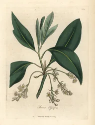Albero di sassofrasso, Laurus sassafras
