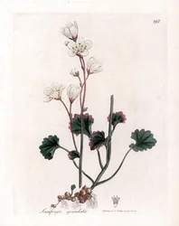 Sassifraga granulata - Saxifraga granulata. Incisione a mano colorata su rame da un