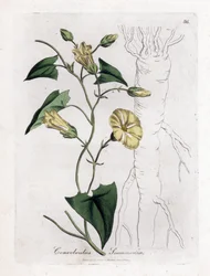 Scamonea - Convolvulus scammonia. Incisione a mano colorata su rame da un