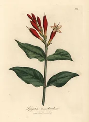 Fiori scarlatti di Spigelia marilandica