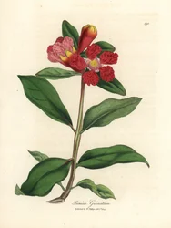 Melograno a fiori scarlatti, Punica granatum
