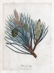 Pino silvestre, Pinus sylvestris