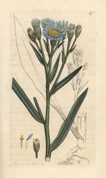 Aster marino, Tripolium pannonicum subsp. tripolium