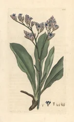 Lavanda di mare, Limonium vulgare