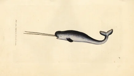 Narvalo, Monodon monoceros