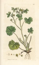 Ranunculus parviflorus