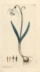 Bucaneve, Galanthus nivalis
