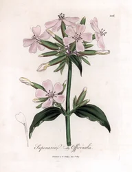 Saponaria, Saponaria officinalis. Incisione a mano colorata da un