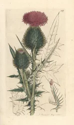 Cirsium vulgare