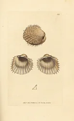 Bucardo spinoso, Acanthocardia aculeata (Cardium spinosum). Incisione su rame colorata a mano di James Sowerby da The British Miscellany, or Coloured figures of new, rare, or little known animal subjects.