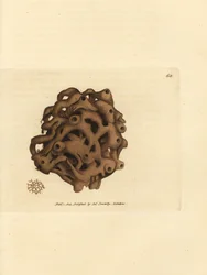 Spugna, Haliclona cinerea (Spugna cancellata, Spongia cancellata). Incisione a mano colorata da James Sowerby da The British Miscellany, o figure colorate di soggetti animali nuovi, rari o poco conosciuti.