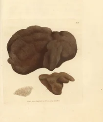 Spugna, Spongionella pulchella. Incisione a mano colorata a rame di James Sowerby da The British Miscellany, o Figure colorate di soggetti animali nuovi, rari o poco conosciuti