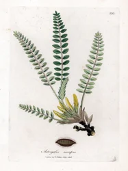 Astragalo senza stelo, Astragalus excapus. Incisione a mano colorata da un