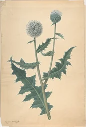 Studio di un cardo