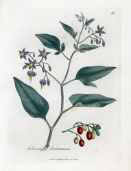 Morella dolceamara - Morella legnosa, Solanum dulcamara. Incisione su rame acquerellata a mano da un