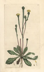 Cicoria di Swin, Arnoseris minima