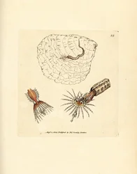 Verme a ventaglio Spirobranchus triqueter