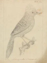 Formichiere ciuffato