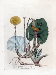 Tussilago - Tussilago farfara. Incisione a mano colorata su rame da un